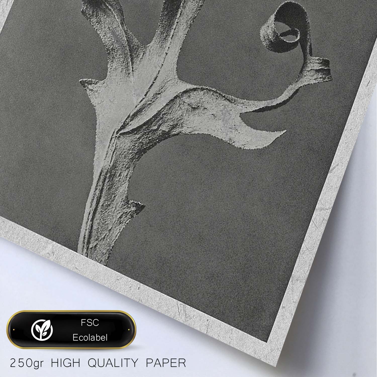 Lámina Planta blanco y negro 52. Pósters con ilustraciones de flores y plantas en tonos grises.-Artwork-Nacnic-Nacnic Estudio SL