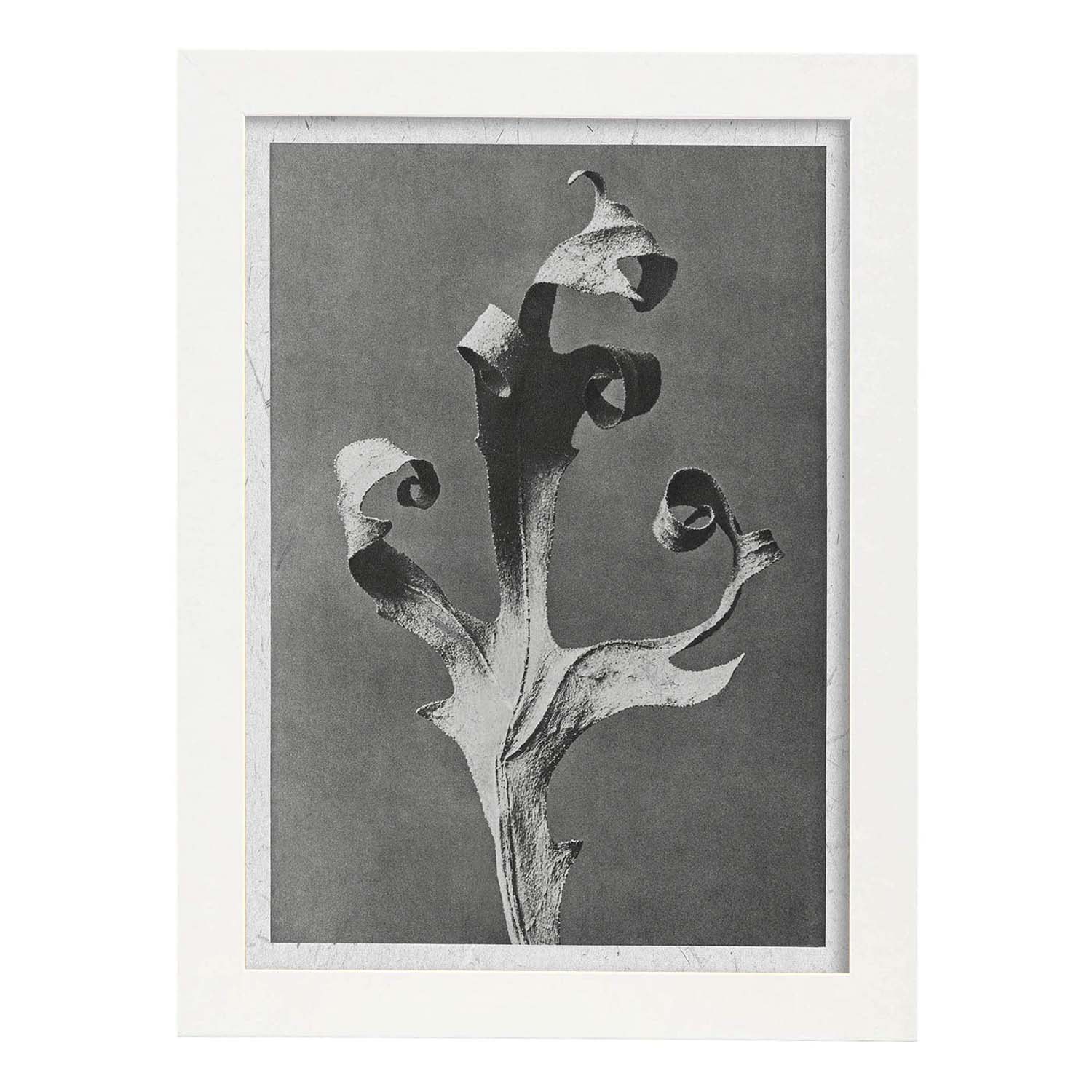 Lámina Planta blanco y negro 52. Pósters con ilustraciones de flores y plantas en tonos grises.-Artwork-Nacnic-A3-Marco Blanco-Nacnic Estudio SL