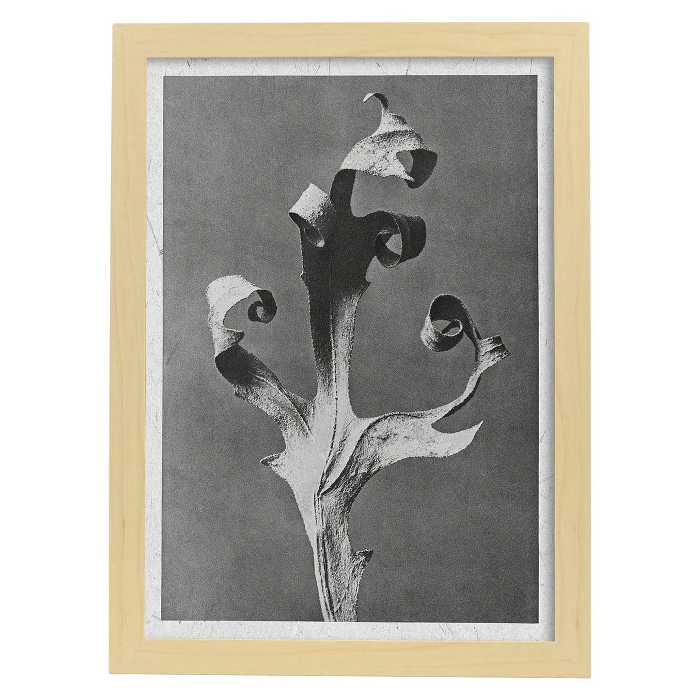 Lámina Planta blanco y negro 52. Pósters con ilustraciones de flores y plantas en tonos grises.-Artwork-Nacnic-A3-Marco Madera clara-Nacnic Estudio SL