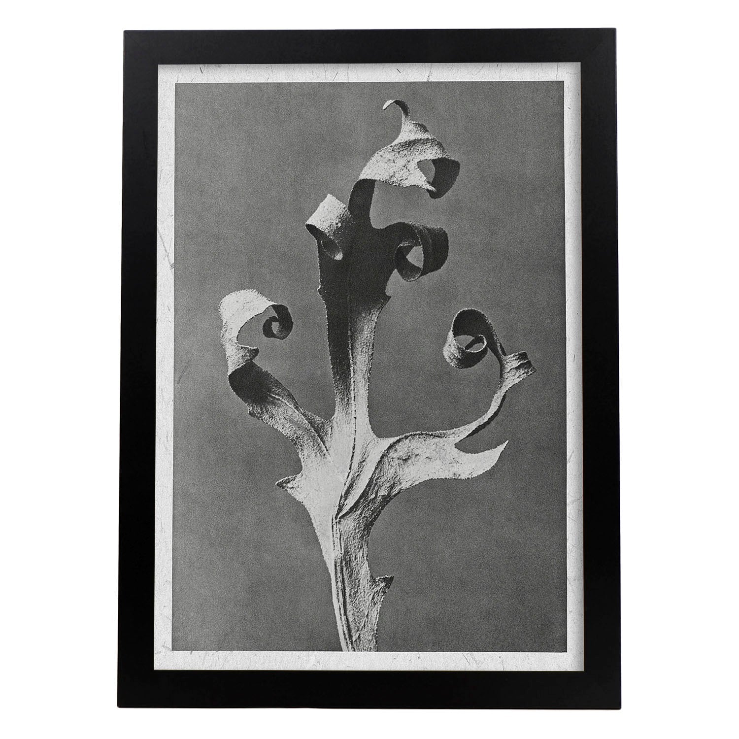 Lámina Planta blanco y negro 52. Pósters con ilustraciones de flores y plantas en tonos grises.-Artwork-Nacnic-A3-Marco Negro-Nacnic Estudio SL