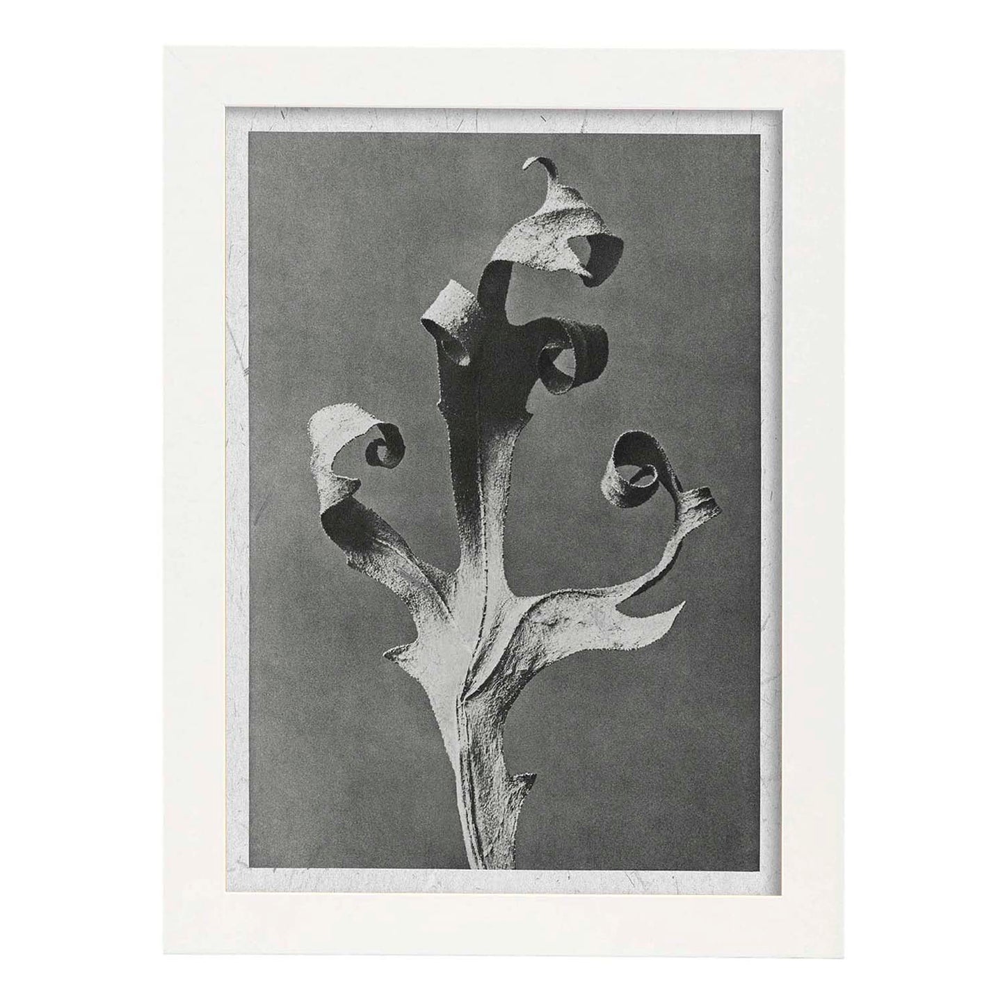 Lámina Planta blanco y negro 52. Pósters con ilustraciones de flores y plantas en tonos grises.-Artwork-Nacnic-A4-Marco Blanco-Nacnic Estudio SL