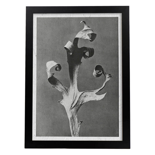 Lámina Planta blanco y negro 52. Pósters con ilustraciones de flores y plantas en tonos grises.-Artwork-Nacnic-A4-Marco Negro-Nacnic Estudio SL