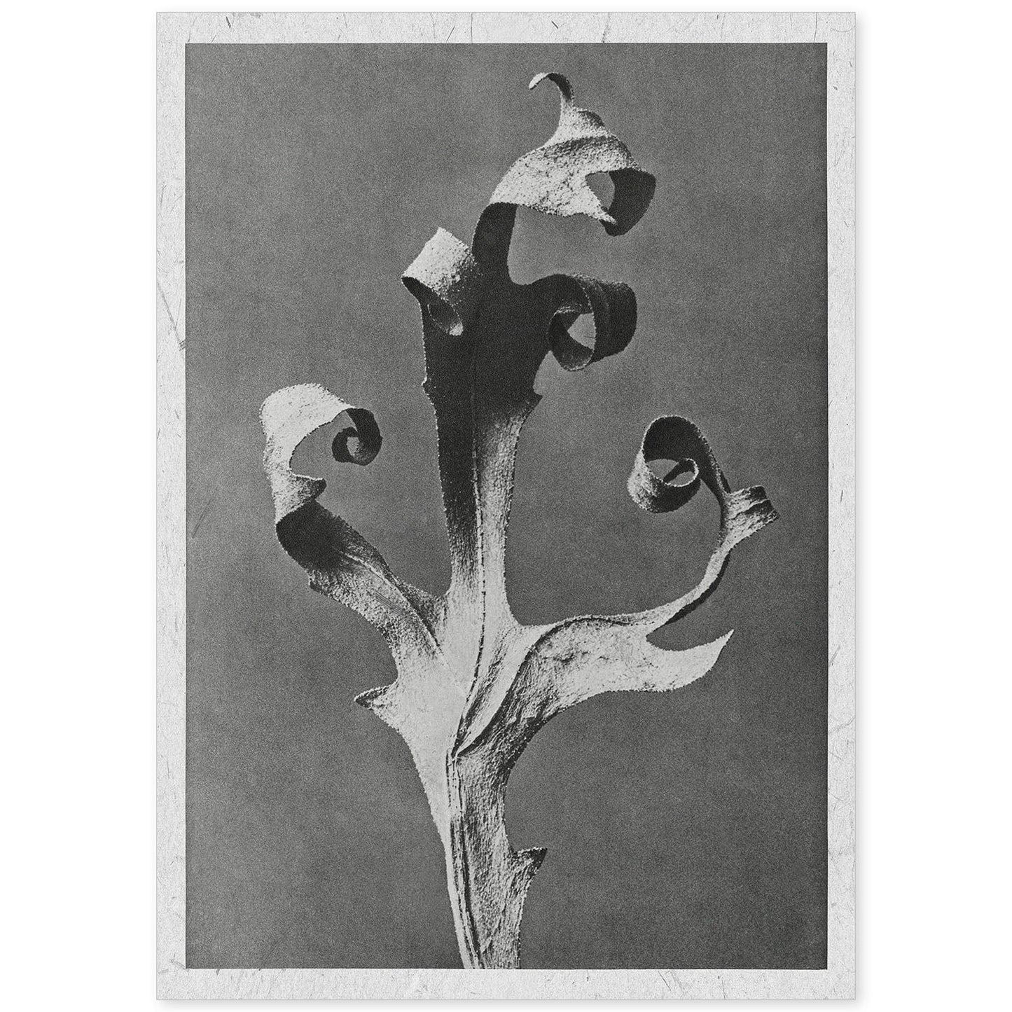 Lámina Planta blanco y negro 52. Pósters con ilustraciones de flores y plantas en tonos grises.-Artwork-Nacnic-A4-Sin marco-Nacnic Estudio SL