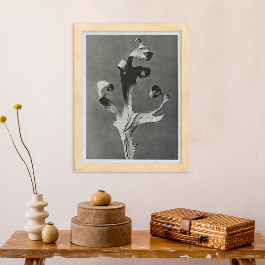 Lámina Planta blanco y negro 52. Pósters con ilustraciones de flores y plantas en tonos grises.-Artwork-Nacnic-Nacnic Estudio SL