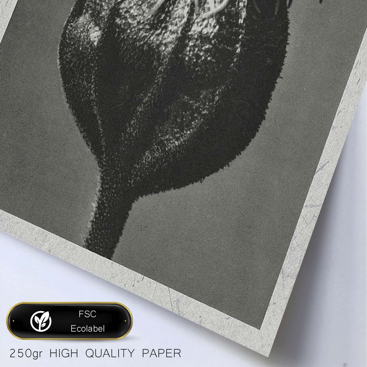 Lámina Planta blanco y negro 53. Pósters con ilustraciones de flores y plantas en tonos grises.-Artwork-Nacnic-Nacnic Estudio SL