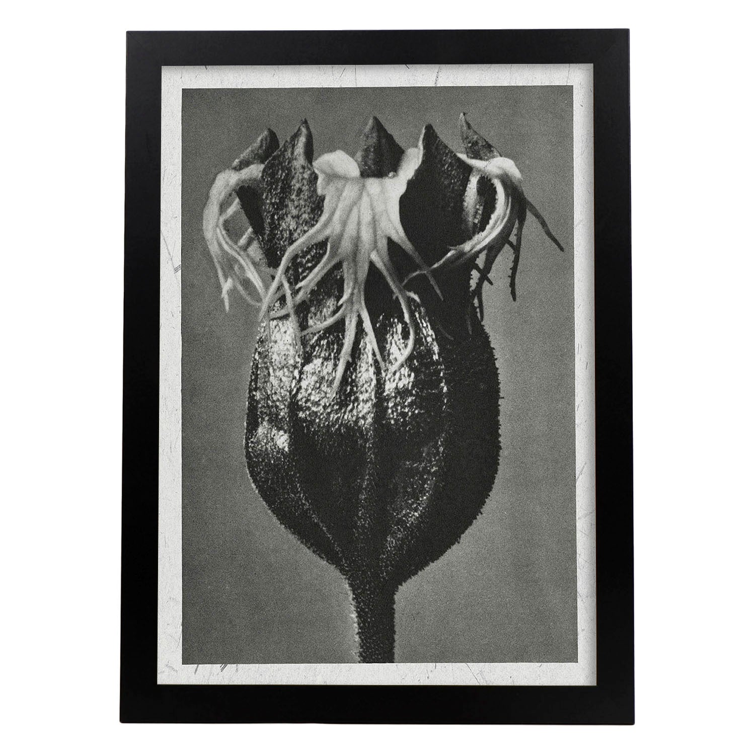 Lámina Planta blanco y negro 53. Pósters con ilustraciones de flores y plantas en tonos grises.-Artwork-Nacnic-A3-Marco Negro-Nacnic Estudio SL