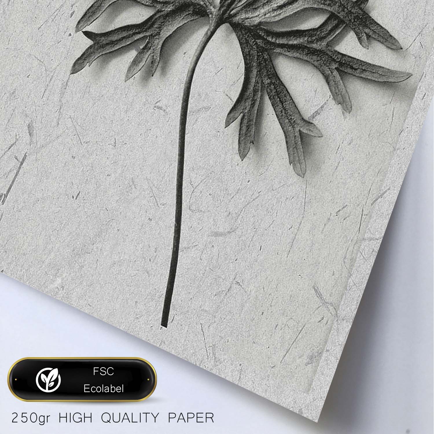 Lámina Planta blanco y negro 54. Pósters con ilustraciones de flores y plantas en tonos grises.-Artwork-Nacnic-Nacnic Estudio SL