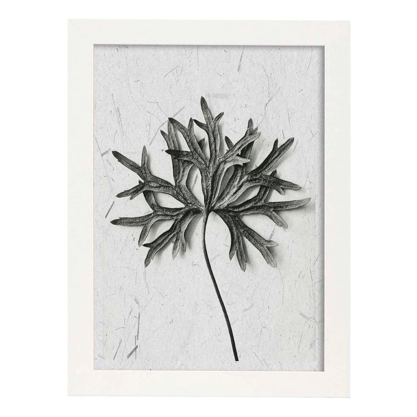 Lámina Planta blanco y negro 54. Pósters con ilustraciones de flores y plantas en tonos grises.-Artwork-Nacnic-A3-Marco Blanco-Nacnic Estudio SL
