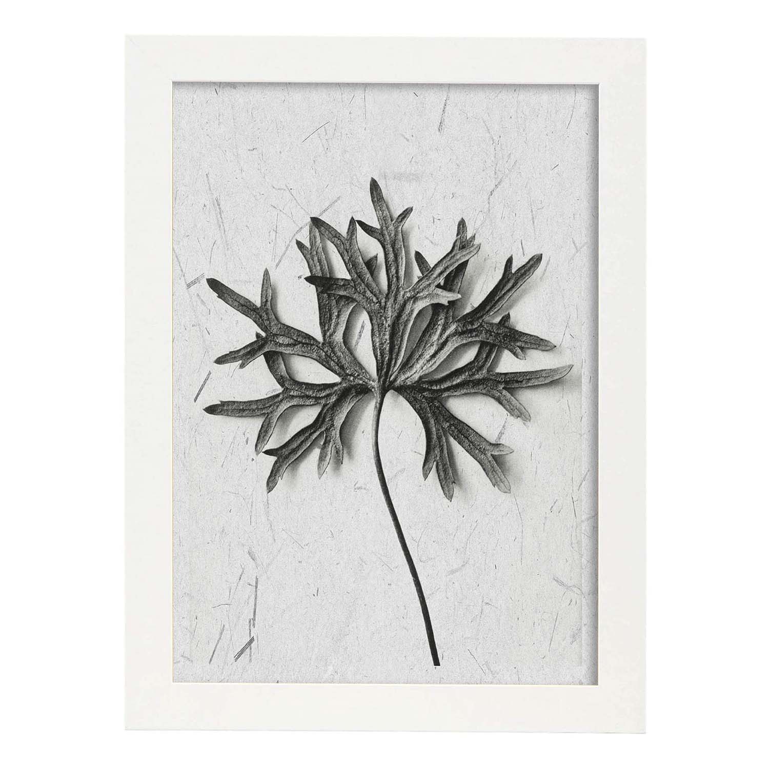Lámina Planta blanco y negro 54. Pósters con ilustraciones de flores y plantas en tonos grises.-Artwork-Nacnic-A3-Marco Blanco-Nacnic Estudio SL