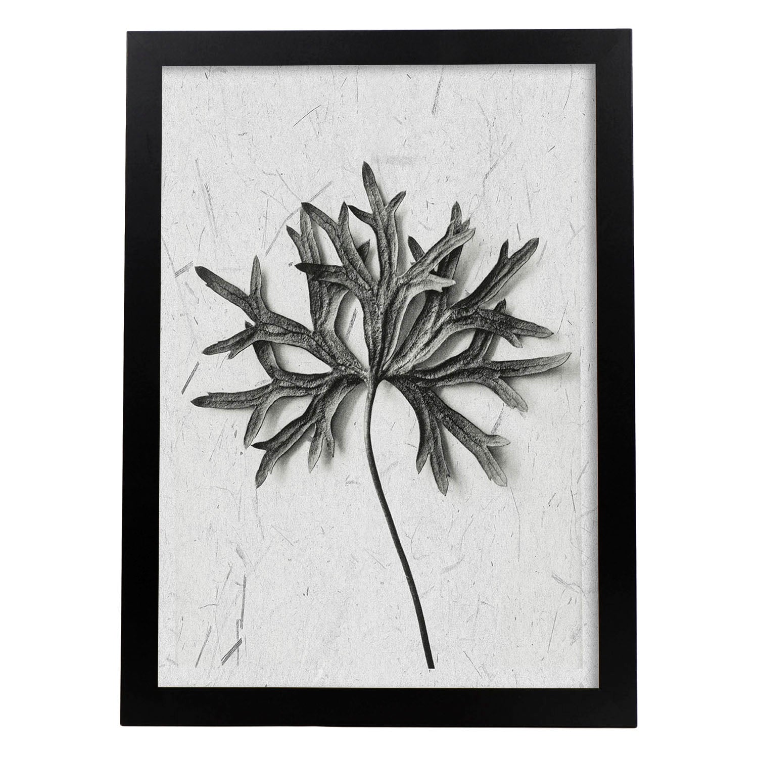 Lámina Planta blanco y negro 54. Pósters con ilustraciones de flores y plantas en tonos grises.-Artwork-Nacnic-A3-Marco Negro-Nacnic Estudio SL