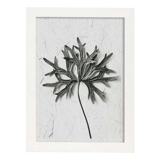 Lámina Planta blanco y negro 54. Pósters con ilustraciones de flores y plantas en tonos grises.-Artwork-Nacnic-A4-Marco Blanco-Nacnic Estudio SL