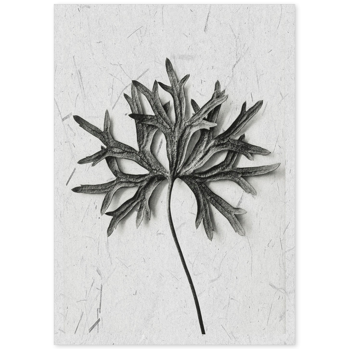 Lámina Planta blanco y negro 54. Pósters con ilustraciones de flores y plantas en tonos grises.-Artwork-Nacnic-A4-Sin marco-Nacnic Estudio SL