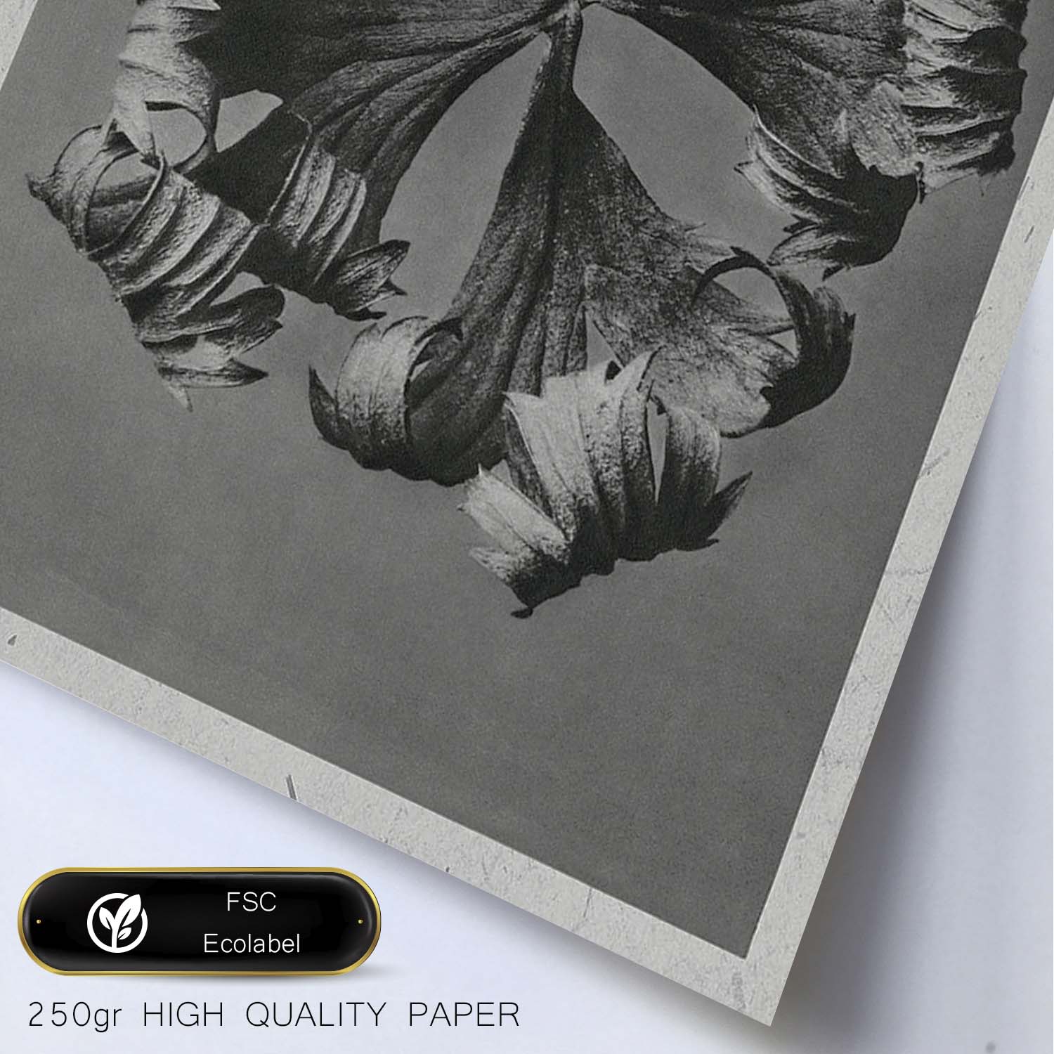 Lámina Planta blanco y negro 55. Pósters con ilustraciones de flores y plantas en tonos grises.-Artwork-Nacnic-Nacnic Estudio SL