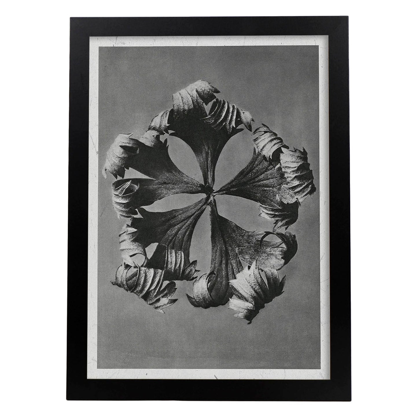 Lámina Planta blanco y negro 55. Pósters con ilustraciones de flores y plantas en tonos grises.-Artwork-Nacnic-A3-Marco Negro-Nacnic Estudio SL