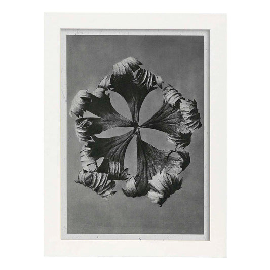 Lámina Planta blanco y negro 55. Pósters con ilustraciones de flores y plantas en tonos grises.-Artwork-Nacnic-A4-Marco Blanco-Nacnic Estudio SL