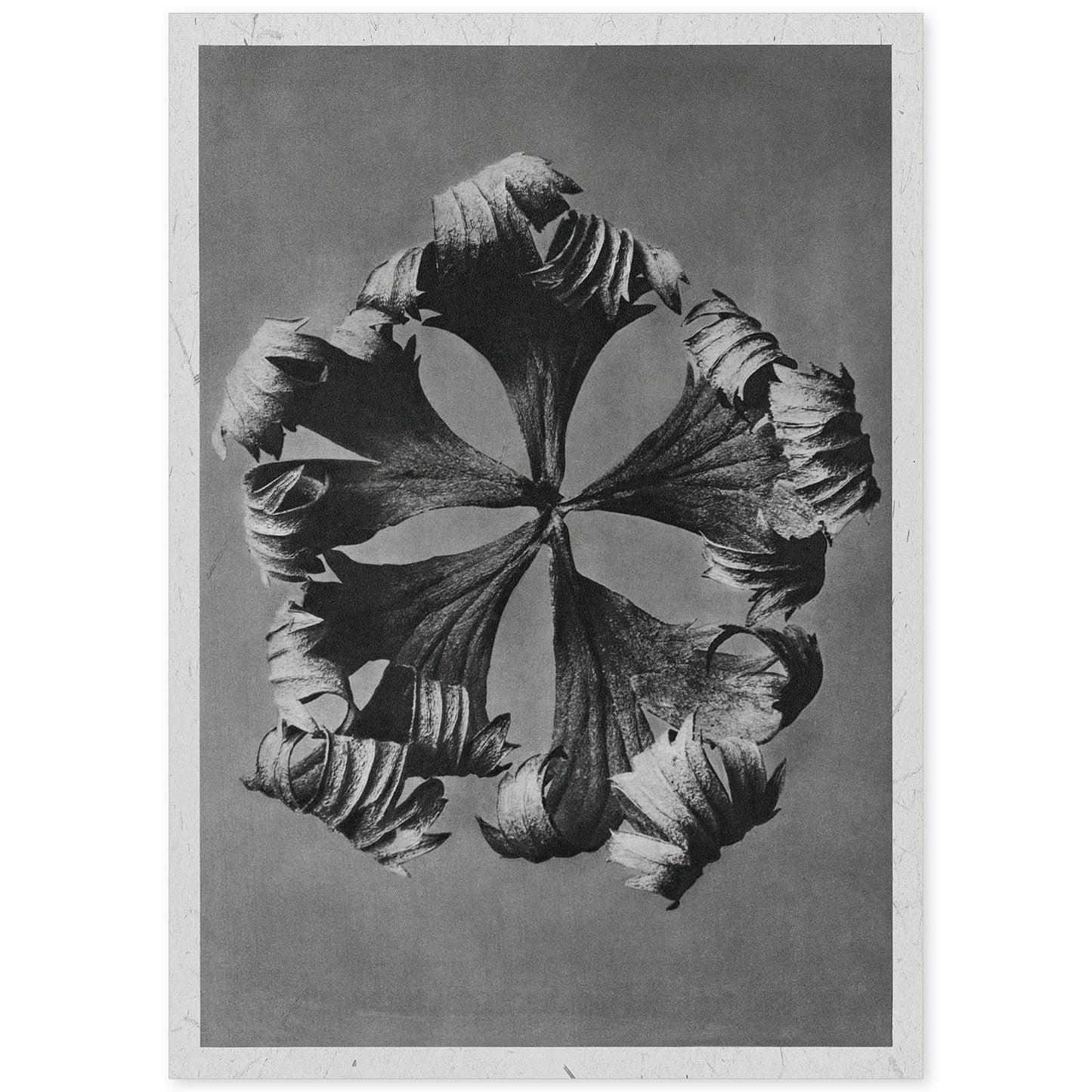Lámina Planta blanco y negro 55. Pósters con ilustraciones de flores y plantas en tonos grises.-Artwork-Nacnic-A4-Sin marco-Nacnic Estudio SL