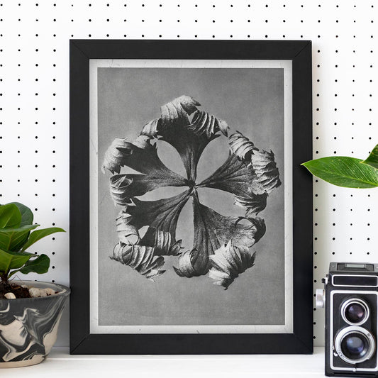Lámina Planta blanco y negro 55. Pósters con ilustraciones de flores y plantas en tonos grises.-Artwork-Nacnic-Nacnic Estudio SL