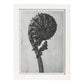 Lámina Planta blanco y negro 58. Pósters con ilustraciones de flores y plantas en tonos grises.-Artwork-Nacnic-A3-Marco Blanco-Nacnic Estudio SL