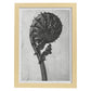 Lámina Planta blanco y negro 58. Pósters con ilustraciones de flores y plantas en tonos grises.-Artwork-Nacnic-A3-Marco Madera clara-Nacnic Estudio SL