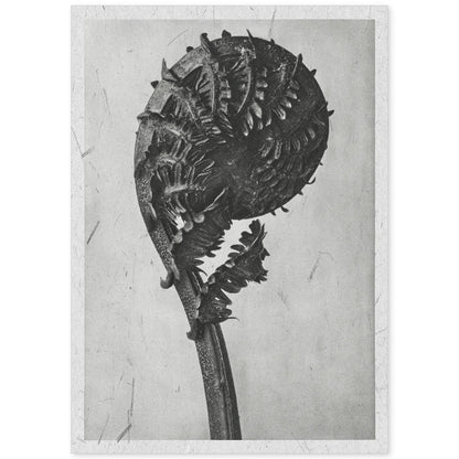 Lámina Planta blanco y negro 58. Pósters con ilustraciones de flores y plantas en tonos grises.-Artwork-Nacnic-A4-Sin marco-Nacnic Estudio SL
