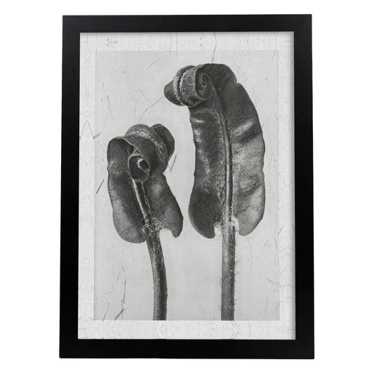 Lámina Planta blanco y negro 59. Pósters con ilustraciones de flores y plantas en tonos grises.-Artwork-Nacnic-A4-Marco Negro-Nacnic Estudio SL