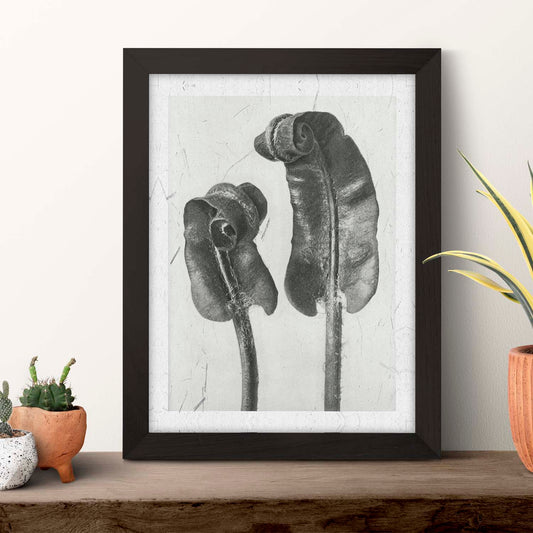 Lámina Planta blanco y negro 59. Pósters con ilustraciones de flores y plantas en tonos grises.-Artwork-Nacnic-Nacnic Estudio SL