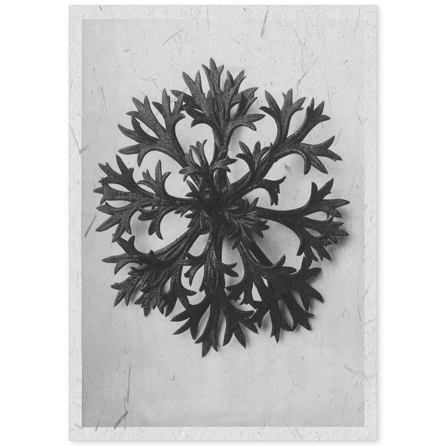 Lámina Planta blanco y negro 60. Pósters con ilustraciones de flores y plantas en tonos grises.-Artwork-Nacnic-A4-Sin marco-Nacnic Estudio SL