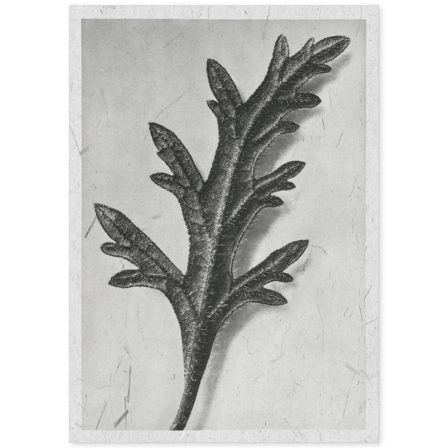 Lámina Planta blanco y negro 62. Pósters con ilustraciones de flores y plantas en tonos grises.-Artwork-Nacnic-A4-Sin marco-Nacnic Estudio SL