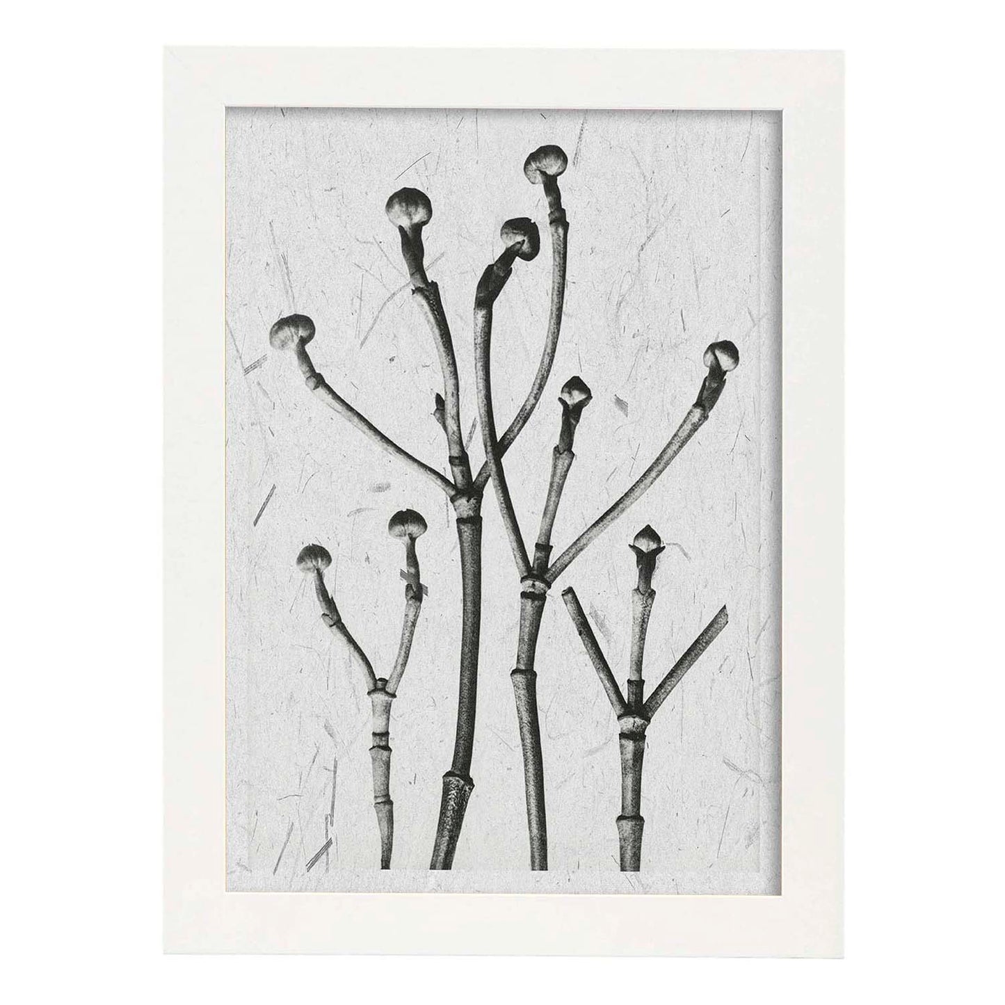Lámina Planta blanco y negro 63. Pósters con ilustraciones de flores y plantas en tonos grises.-Artwork-Nacnic-A3-Marco Blanco-Nacnic Estudio SL