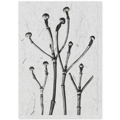 Lámina Planta blanco y negro 63. Pósters con ilustraciones de flores y plantas en tonos grises.-Artwork-Nacnic-A4-Sin marco-Nacnic Estudio SL