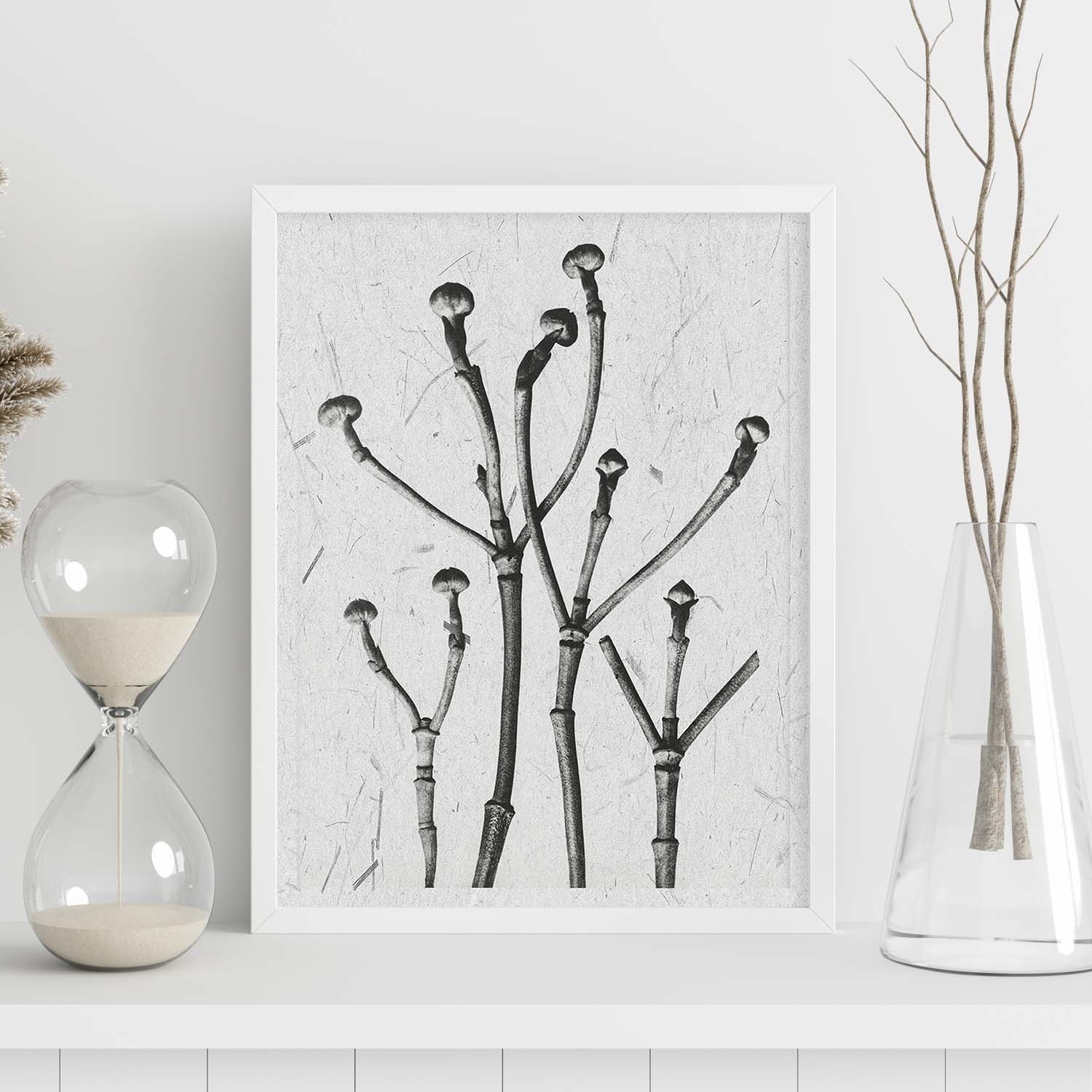 Lámina Planta blanco y negro 63. Pósters con ilustraciones de flores y plantas en tonos grises.-Artwork-Nacnic-Nacnic Estudio SL