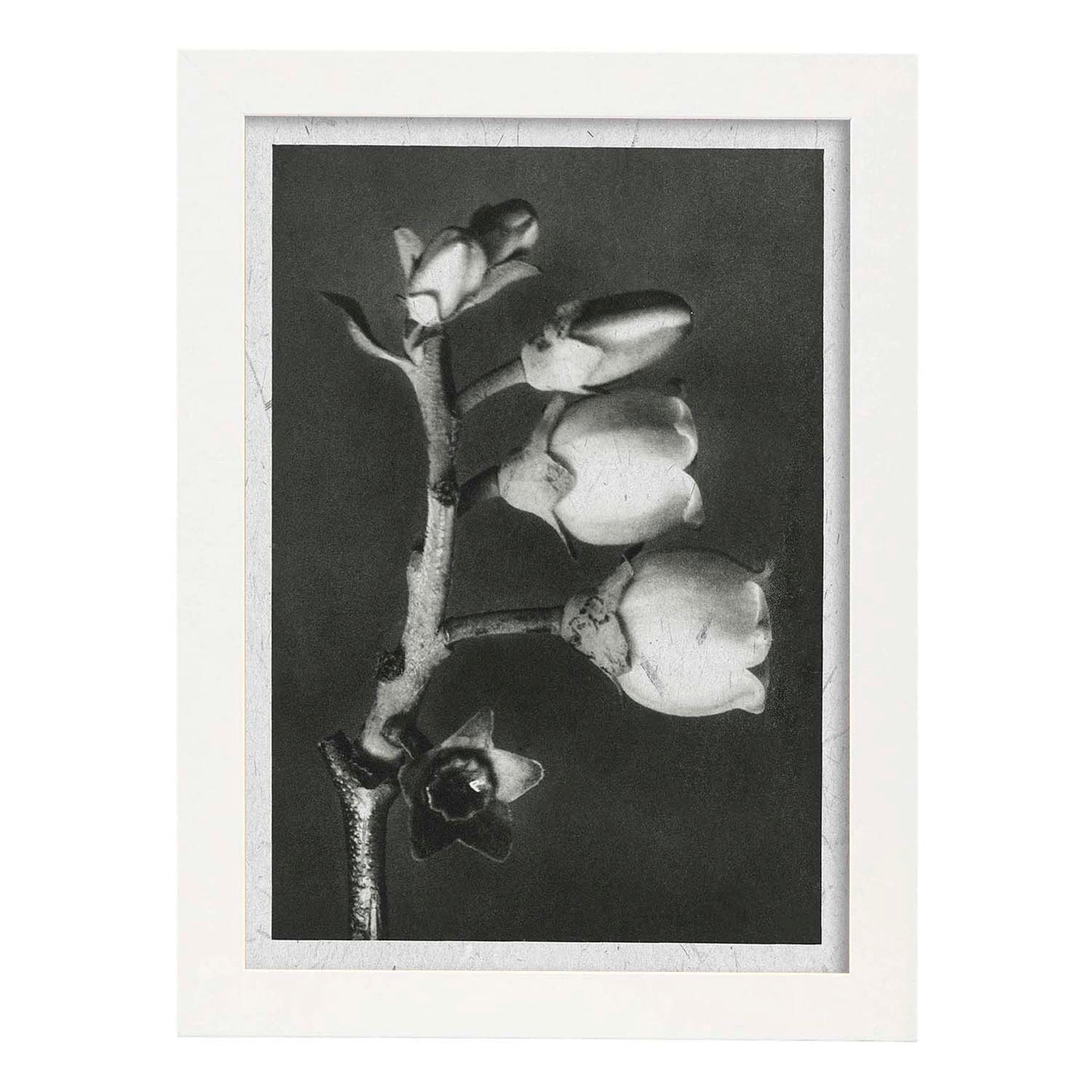 Lámina Planta blanco y negro 64. Pósters con ilustraciones de flores y plantas en tonos grises.-Artwork-Nacnic-A3-Marco Blanco-Nacnic Estudio SL