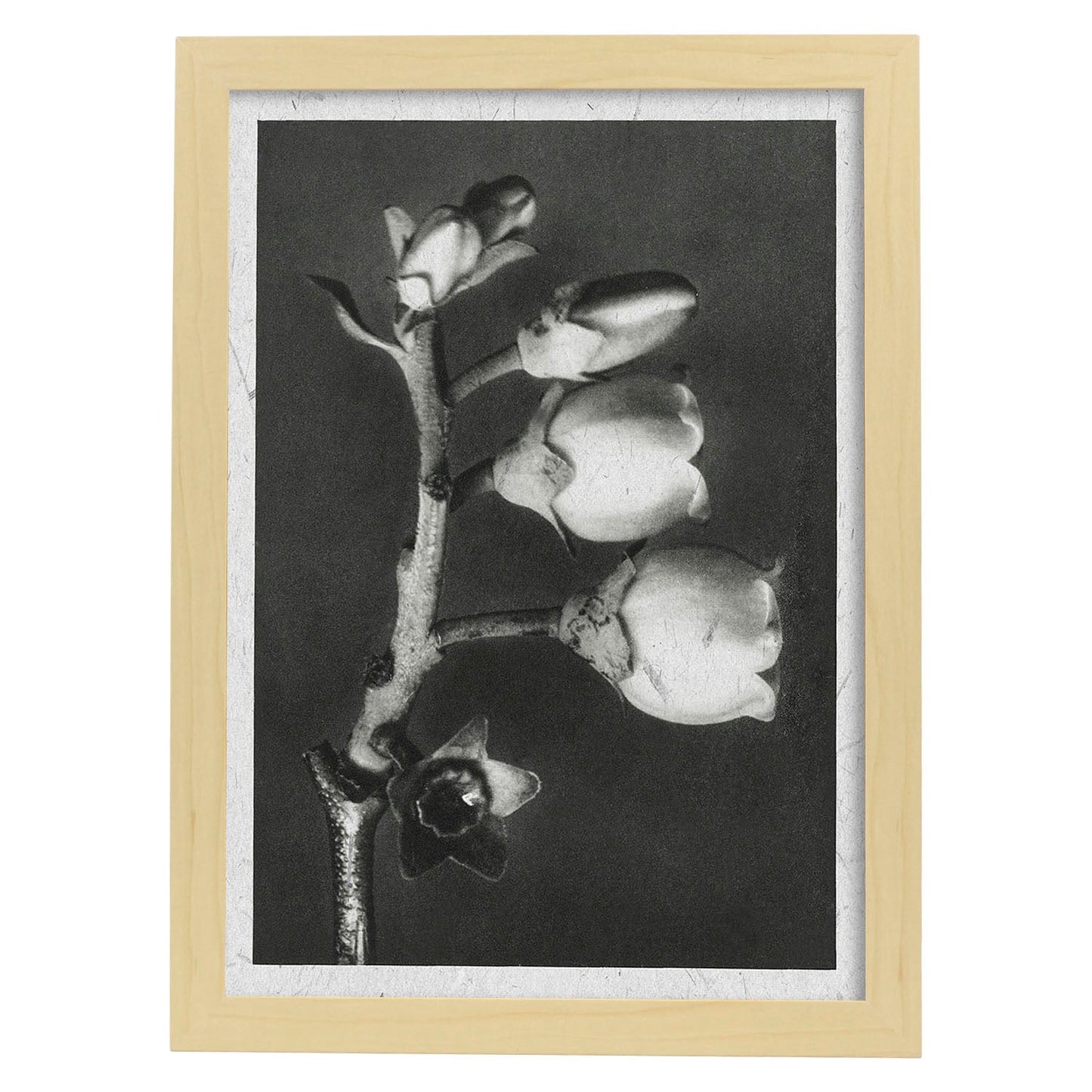 Lámina Planta blanco y negro 64. Pósters con ilustraciones de flores y plantas en tonos grises.-Artwork-Nacnic-A3-Marco Madera clara-Nacnic Estudio SL