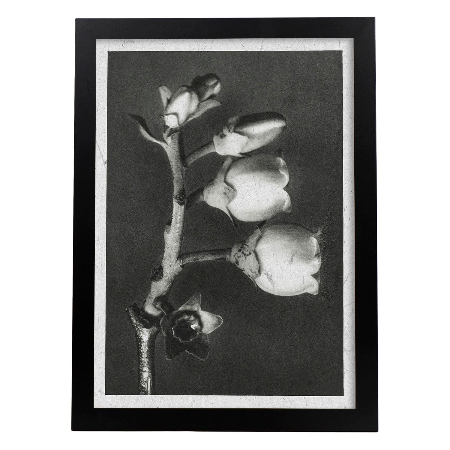 Lámina Planta blanco y negro 64. Pósters con ilustraciones de flores y plantas en tonos grises.-Artwork-Nacnic-A3-Marco Negro-Nacnic Estudio SL