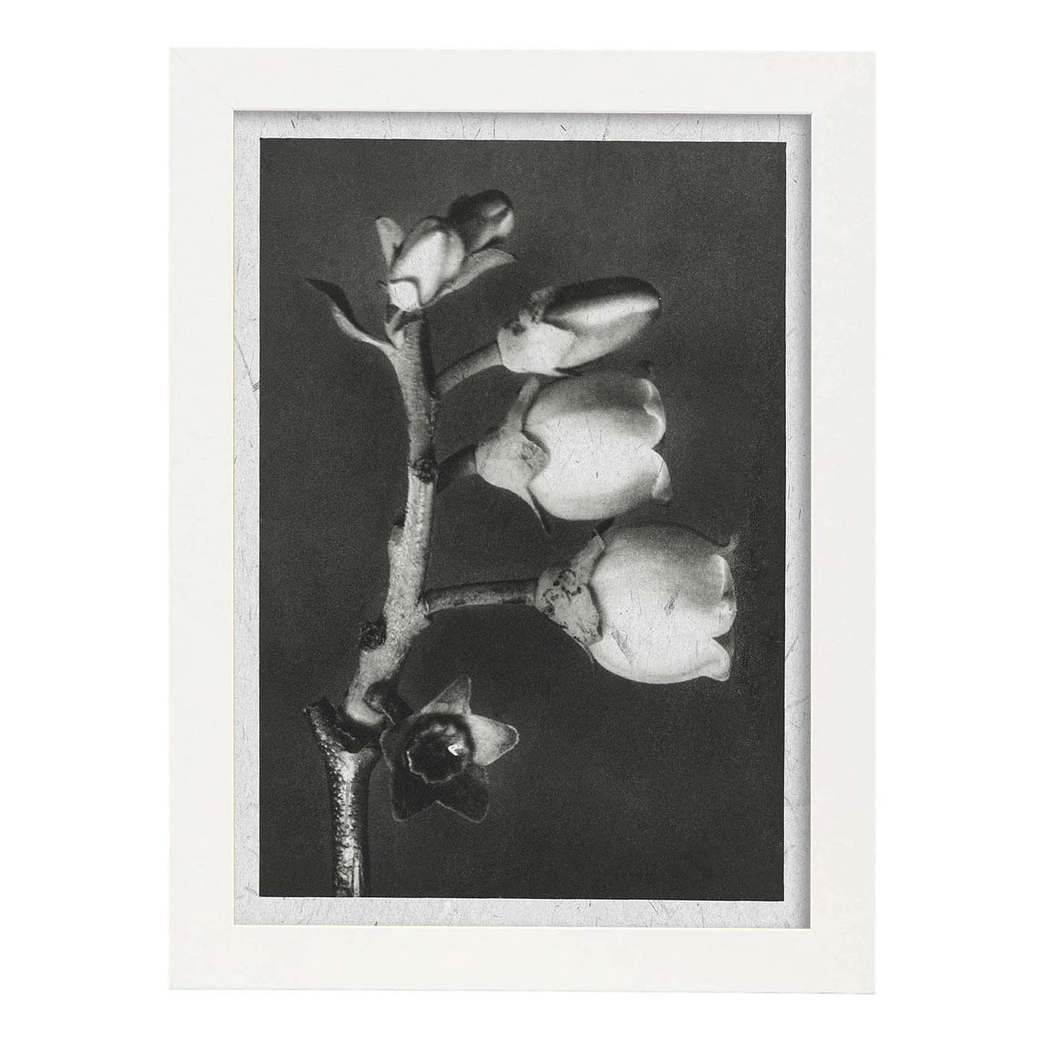 Lámina Planta blanco y negro 64. Pósters con ilustraciones de flores y plantas en tonos grises.-Artwork-Nacnic-A4-Marco Blanco-Nacnic Estudio SL