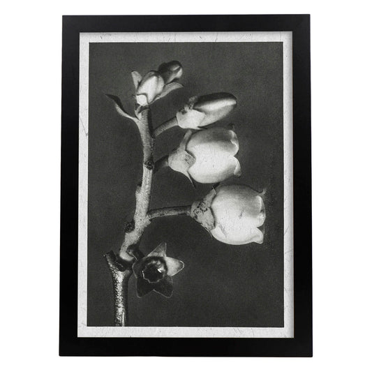 Lámina Planta blanco y negro 64. Pósters con ilustraciones de flores y plantas en tonos grises.-Artwork-Nacnic-A4-Marco Negro-Nacnic Estudio SL