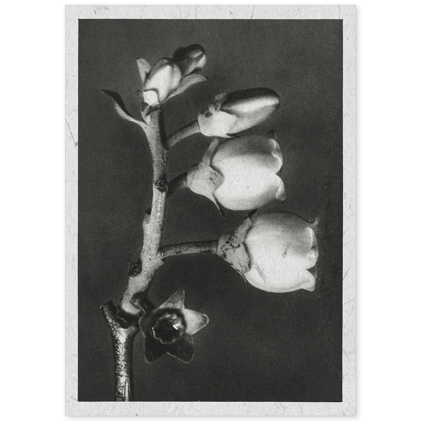 Lámina Planta blanco y negro 64. Pósters con ilustraciones de flores y plantas en tonos grises.-Artwork-Nacnic-A4-Sin marco-Nacnic Estudio SL