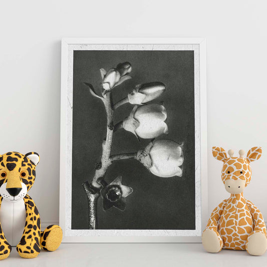 Lámina Planta blanco y negro 64. Pósters con ilustraciones de flores y plantas en tonos grises.-Artwork-Nacnic-Nacnic Estudio SL