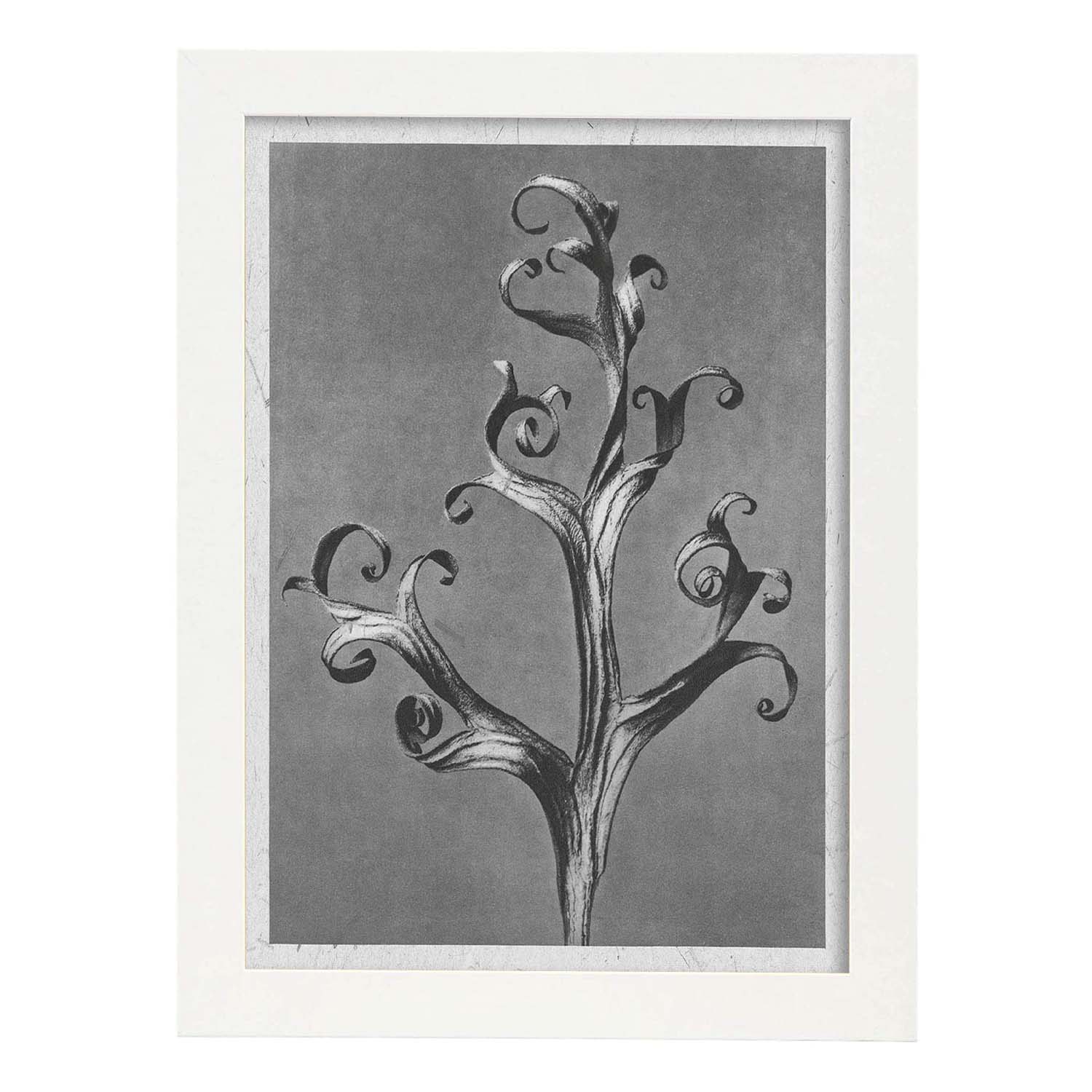 Lámina Planta blanco y negro 65. Pósters con ilustraciones de flores y plantas en tonos grises.-Artwork-Nacnic-A3-Marco Blanco-Nacnic Estudio SL