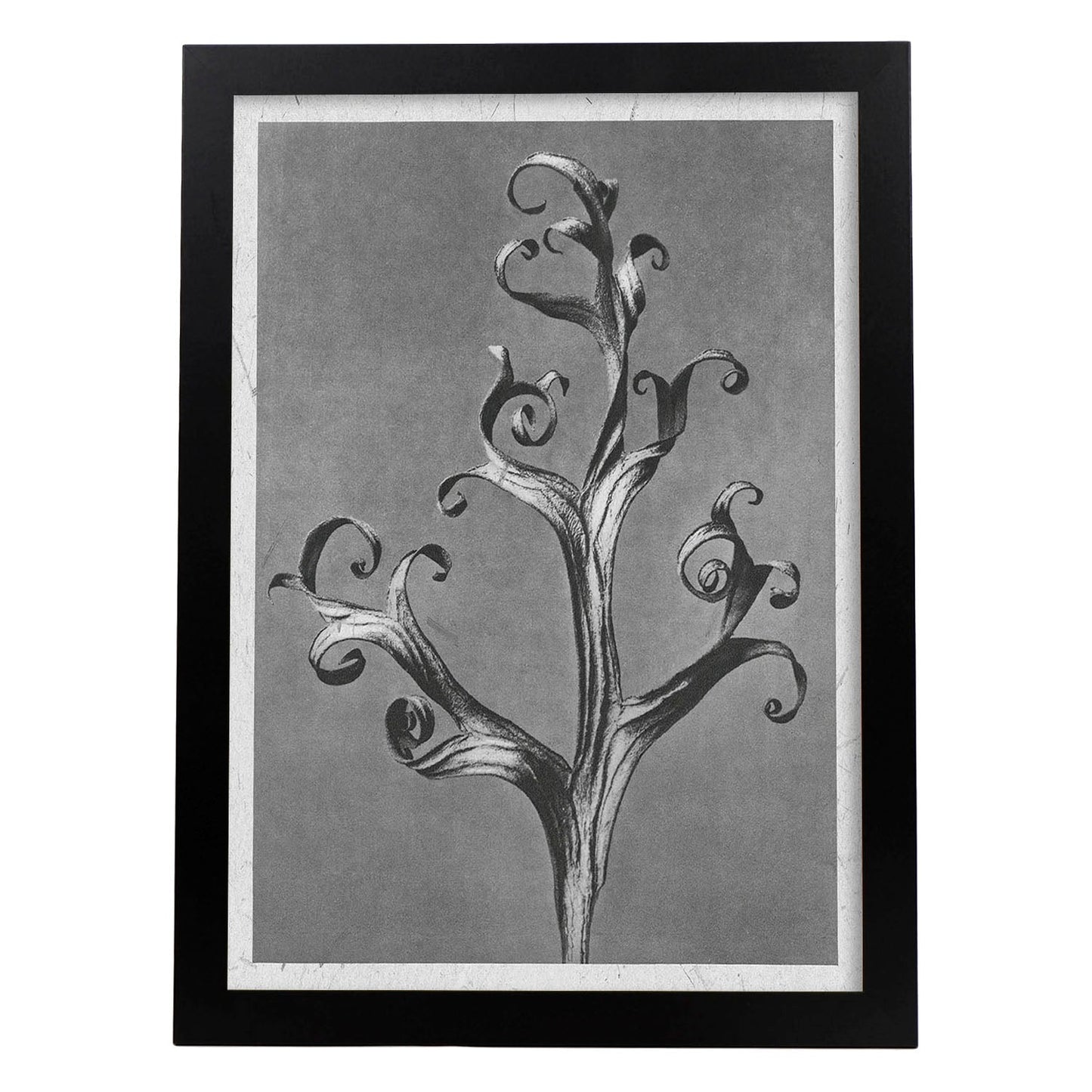 Lámina Planta blanco y negro 65. Pósters con ilustraciones de flores y plantas en tonos grises.-Artwork-Nacnic-A3-Marco Negro-Nacnic Estudio SL
