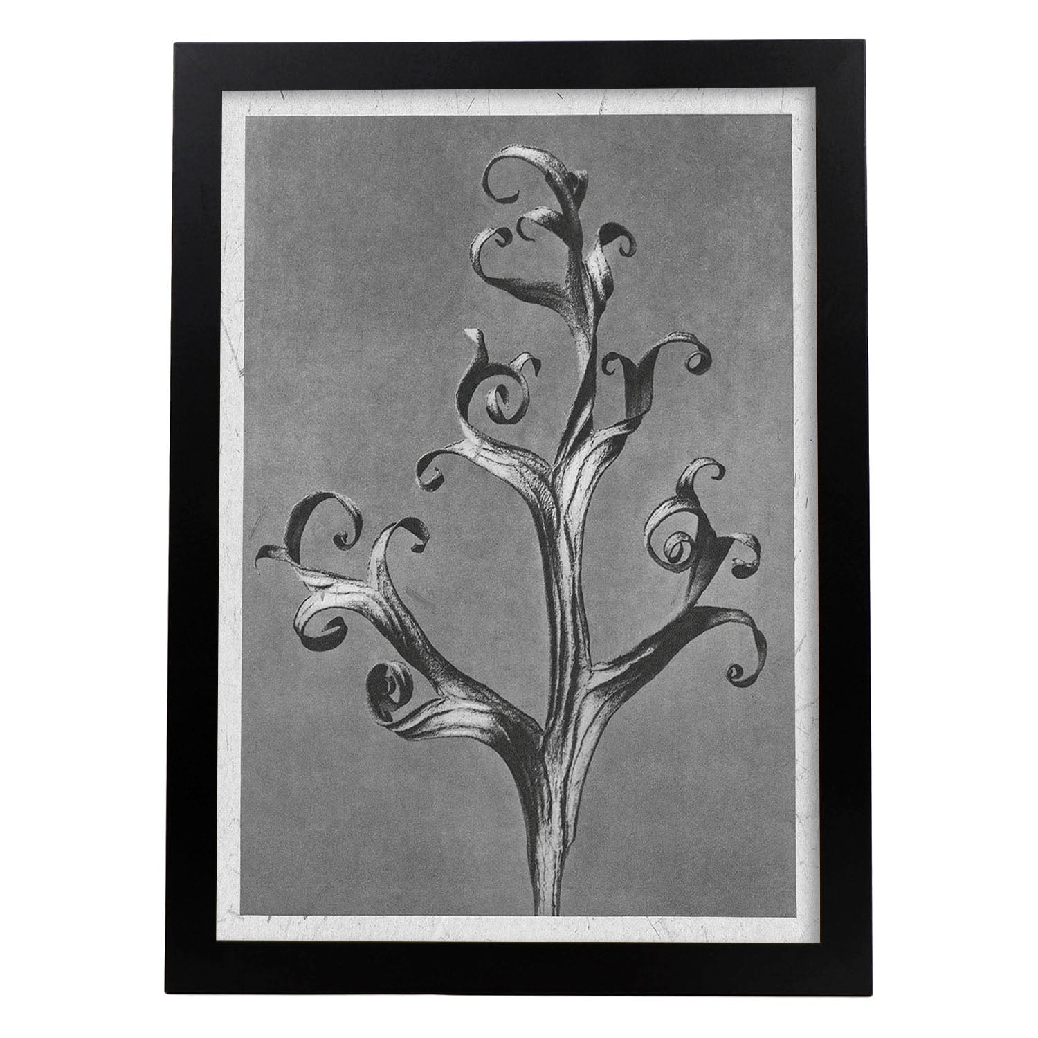 Lámina Planta blanco y negro 65. Pósters con ilustraciones de flores y plantas en tonos grises.-Artwork-Nacnic-A4-Marco Negro-Nacnic Estudio SL