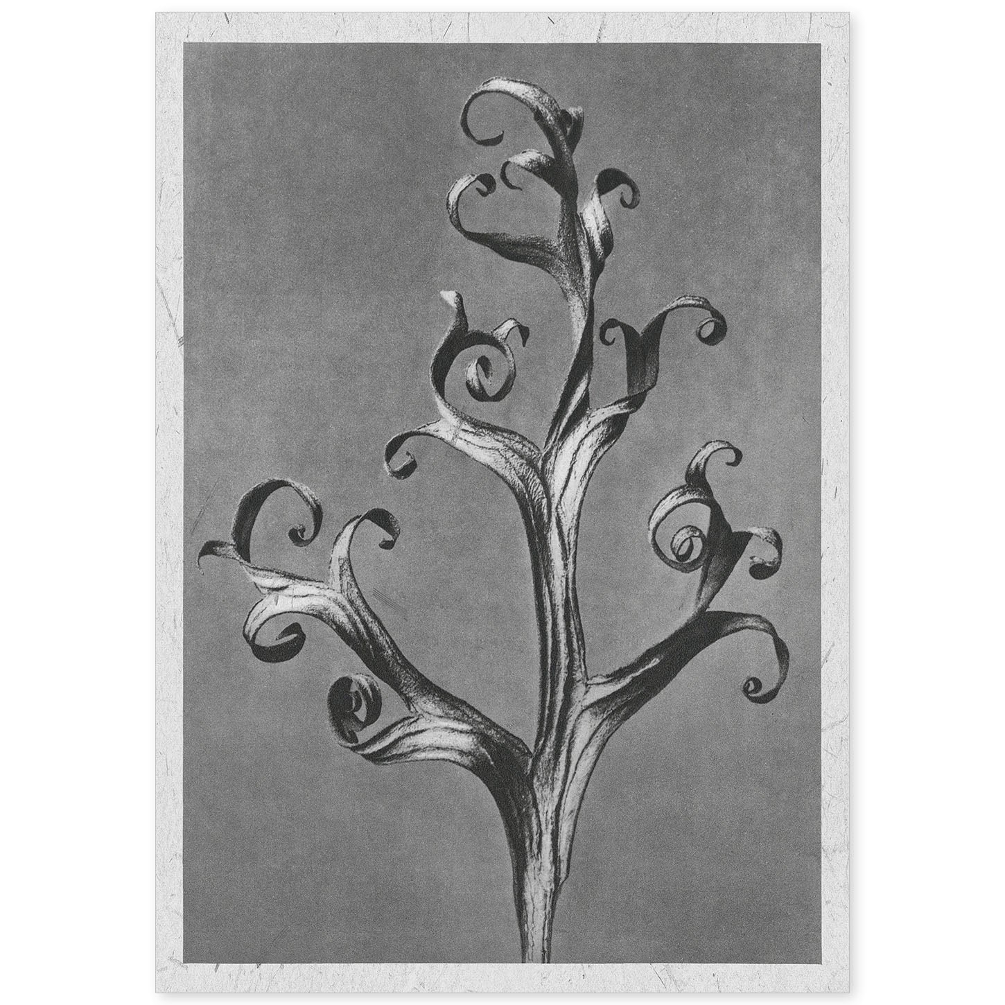 Lámina Planta blanco y negro 65. Pósters con ilustraciones de flores y plantas en tonos grises.-Artwork-Nacnic-A4-Sin marco-Nacnic Estudio SL