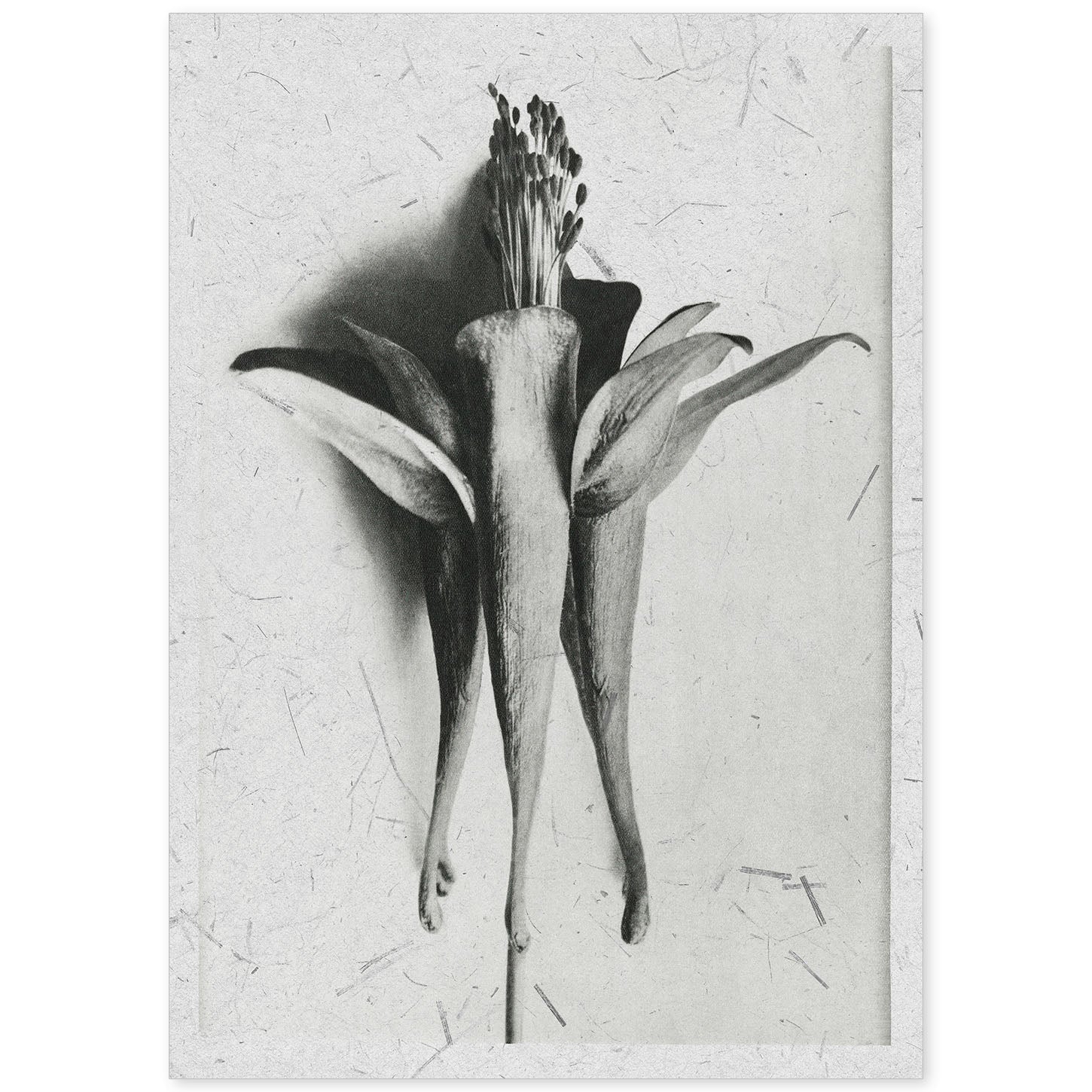 Lámina Planta blanco y negro 69. Pósters con ilustraciones de flores y plantas en tonos grises.-Artwork-Nacnic-A4-Sin marco-Nacnic Estudio SL