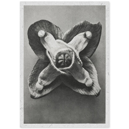 Lámina Planta blanco y negro 71. Pósters con ilustraciones de flores y plantas en tonos grises.-Artwork-Nacnic-A4-Sin marco-Nacnic Estudio SL