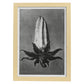 Lámina Planta blanco y negro 72. Pósters con ilustraciones de flores y plantas en tonos grises.-Artwork-Nacnic-A4-Marco Madera clara-Nacnic Estudio SL