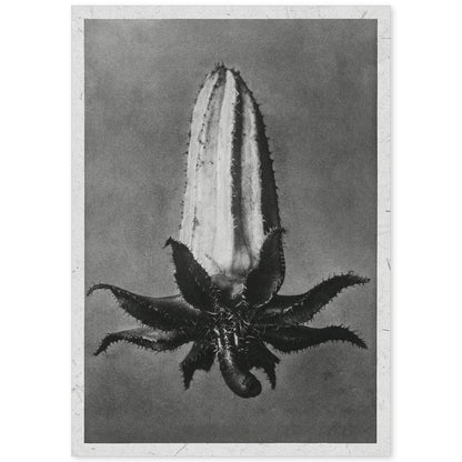 Lámina Planta blanco y negro 72. Pósters con ilustraciones de flores y plantas en tonos grises.-Artwork-Nacnic-A4-Sin marco-Nacnic Estudio SL
