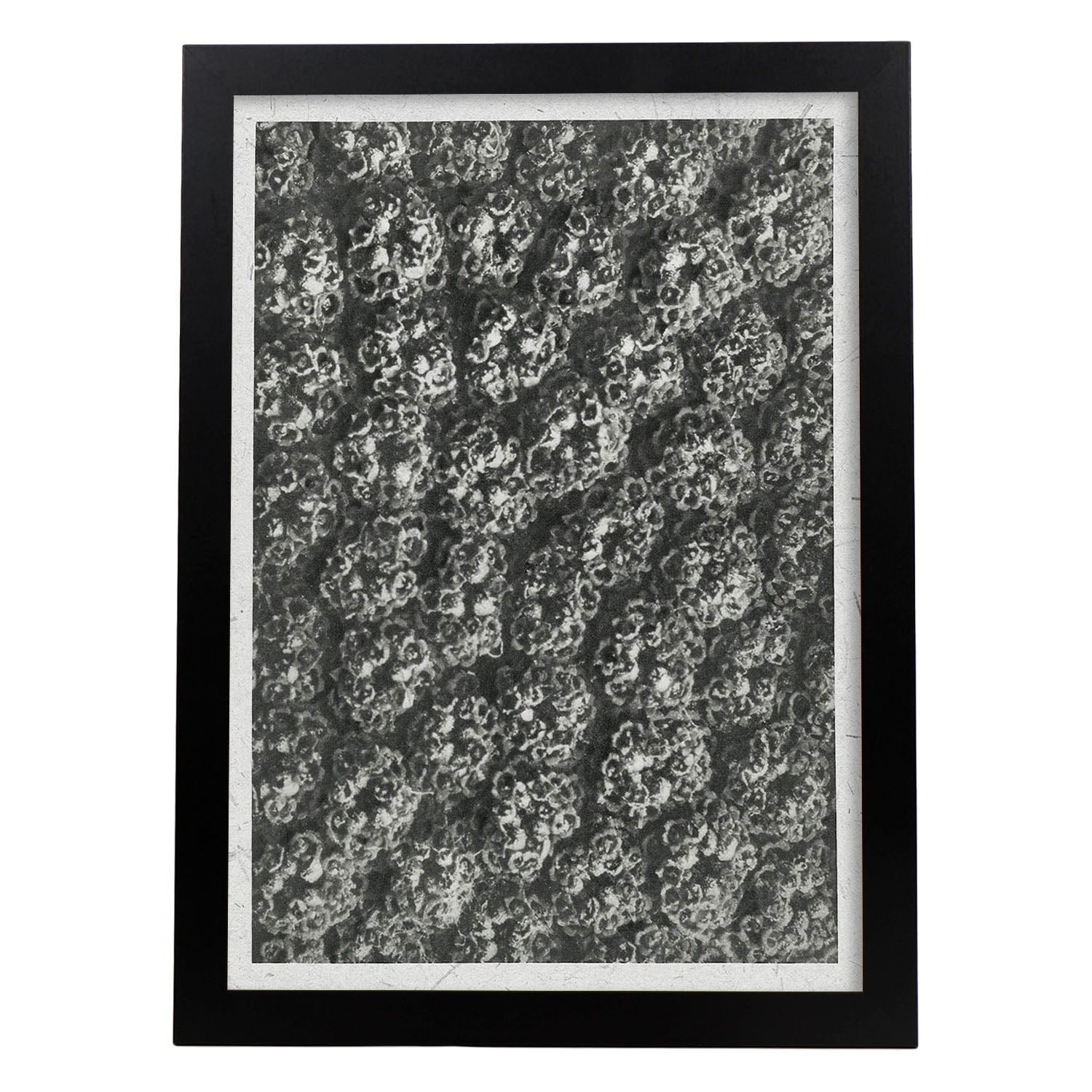 Lámina Planta blanco y negro 73. Pósters con ilustraciones de flores y plantas en tonos grises.-Artwork-Nacnic-A3-Marco Negro-Nacnic Estudio SL