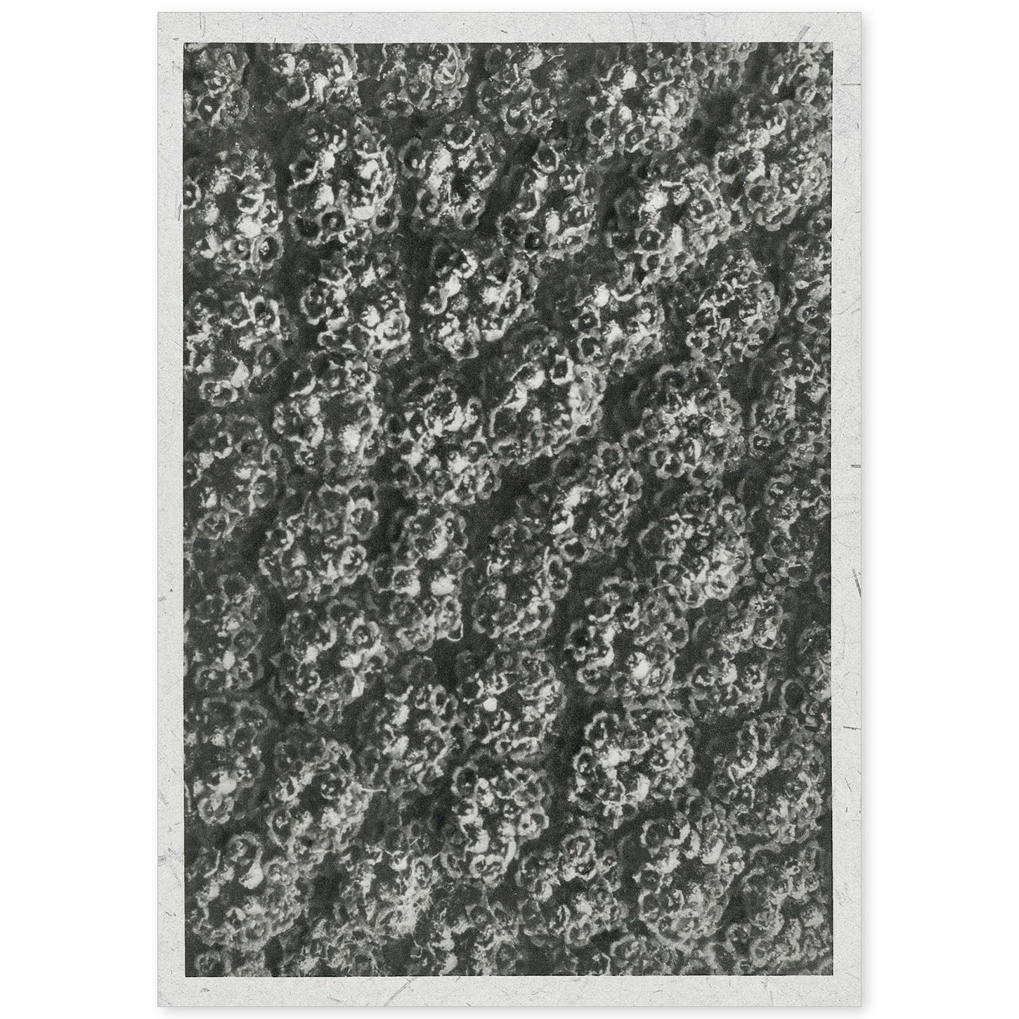 Lámina Planta blanco y negro 73. Pósters con ilustraciones de flores y plantas en tonos grises.-Artwork-Nacnic-A4-Sin marco-Nacnic Estudio SL