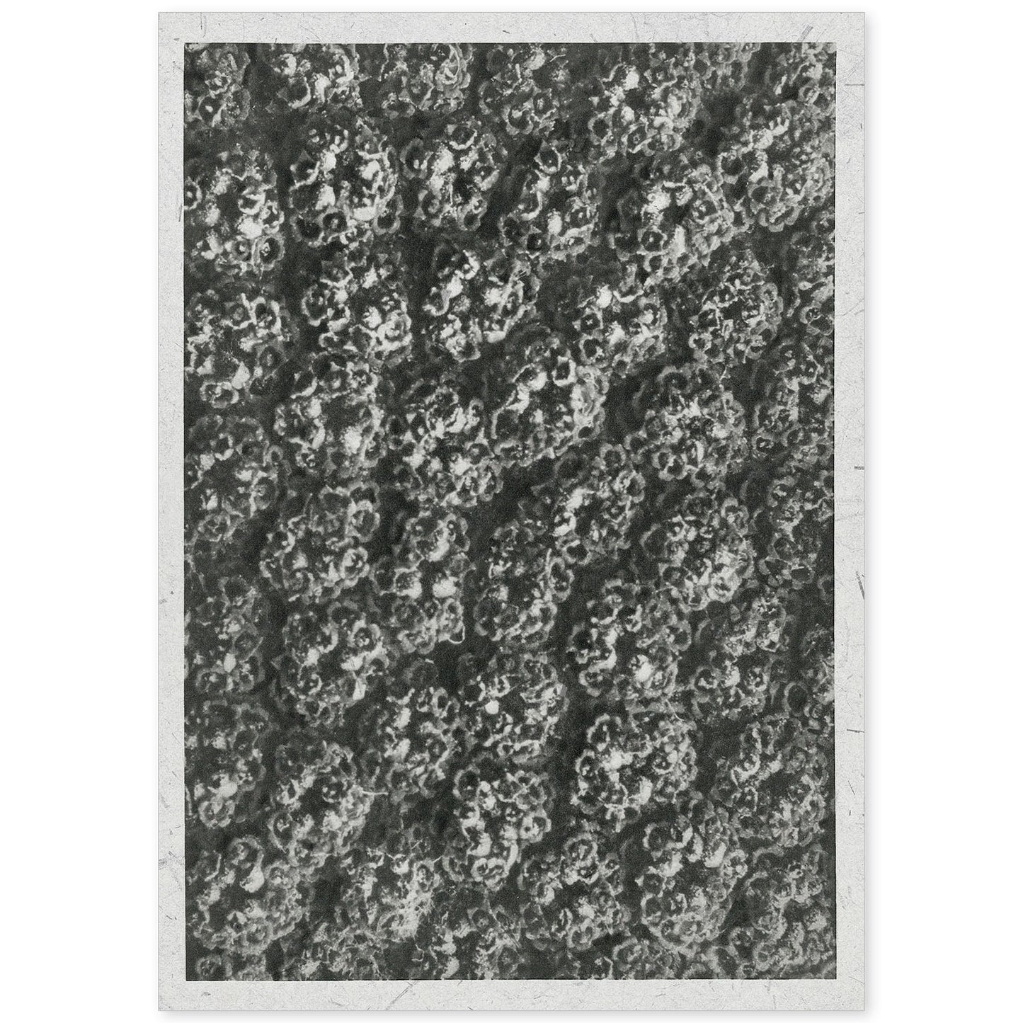 Lámina Planta blanco y negro 73. Pósters con ilustraciones de flores y plantas en tonos grises.-Artwork-Nacnic-A4-Sin marco-Nacnic Estudio SL