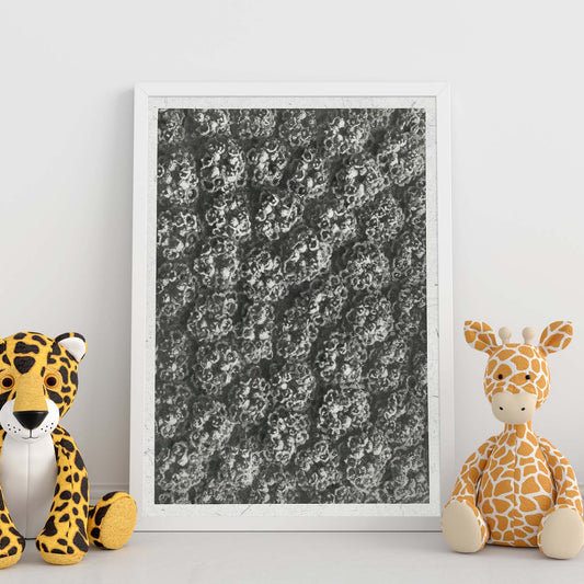 Lámina Planta blanco y negro 73. Pósters con ilustraciones de flores y plantas en tonos grises.-Artwork-Nacnic-Nacnic Estudio SL